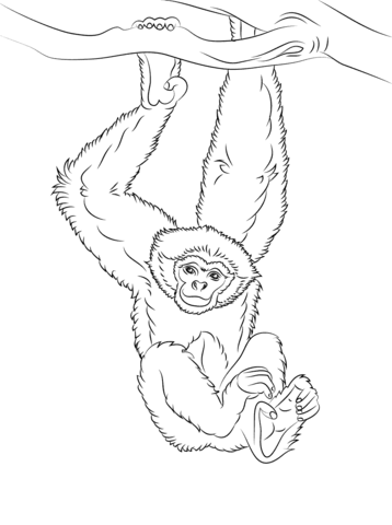 Gibbon Hanging Coloring Page